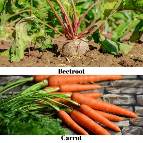 Food: Where Does It Come From?: beetroot and carrot