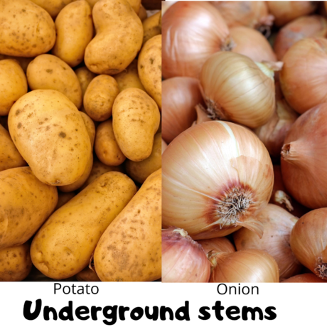 Food: Where Does It Come From?: undergroud stems