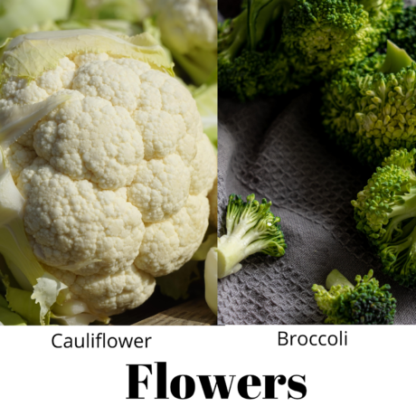 Food: Where Does It Come From?: flowers