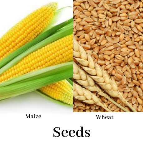 Food: Where Does It Come From?: seeds