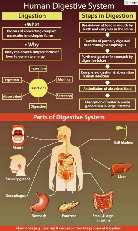 Digestion and Absorption: Class 11 Biology
