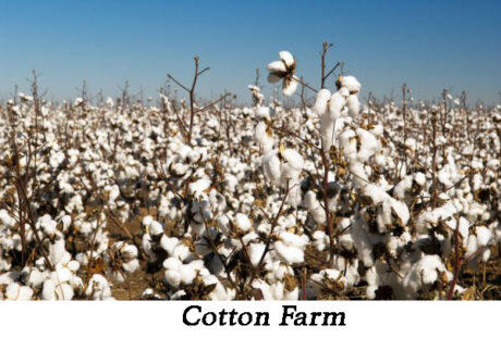 Cotton Farms in Kurnool 