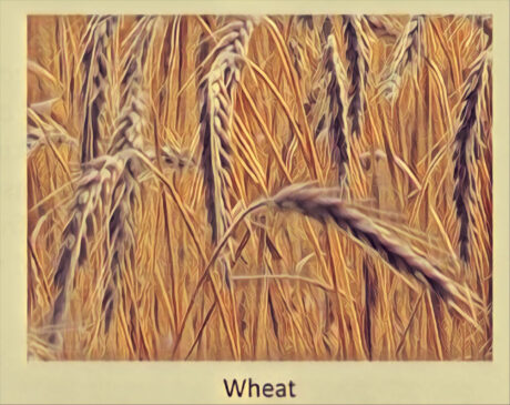 Separation of Substances: wheat
