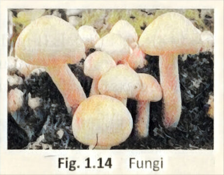Food: Where Does It Come From?: fungi