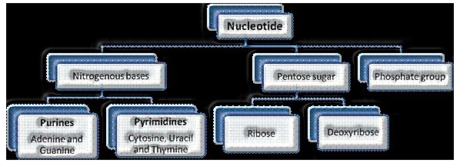 Structure of nucleotide 