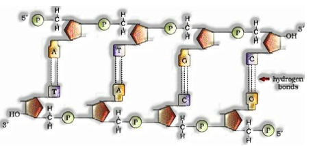 hydrogen bonds