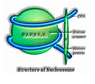 structure of nucleosome