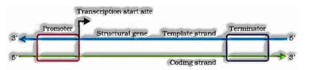 Transportation of DNA