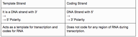 Template and coding strand