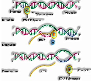  Molecular Basis of Inheritance