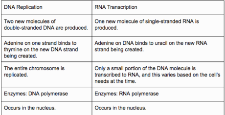 DNA replication and RNA transcription