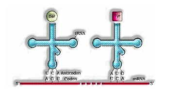 RNA structure