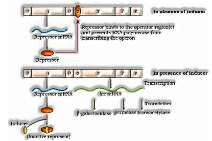  The Lac Operon