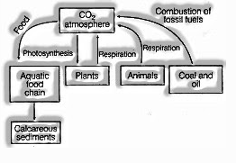 Carbon cycle in environment