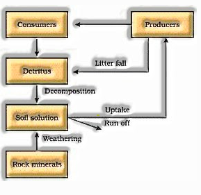 phosphorous cycle 