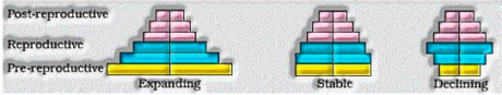 population growth pyramid