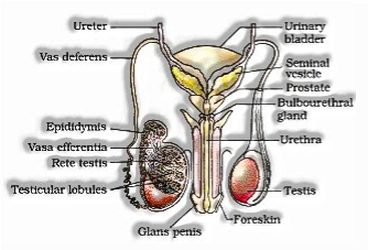 male reproductive part