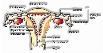 female reproductive part