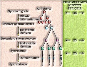  Spermatogenesis in males