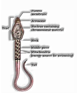 structure of sperm
