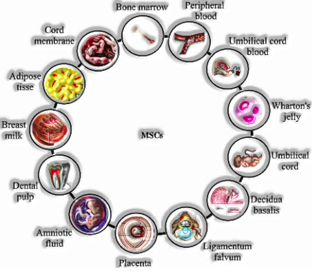 Biotechnological Applications in Medicine