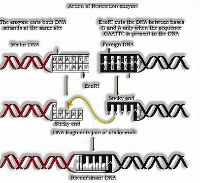 Action of restriction enzyme