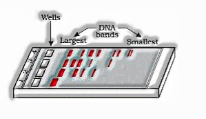 Diagrammatic portrayal of Recombinant DNA innovation