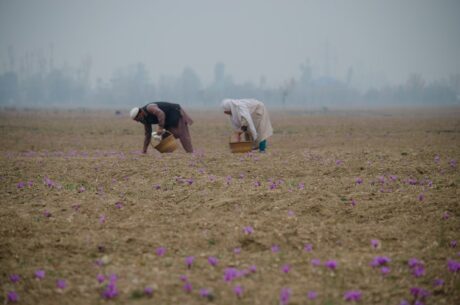 Farmers : Rural Livelihoods