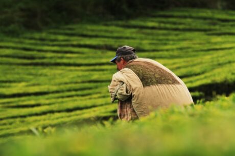 Agriculture Laborers 