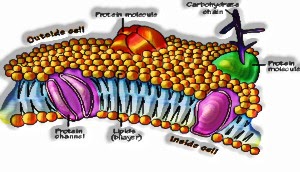 Cell Membrane/Plasma Membrane 