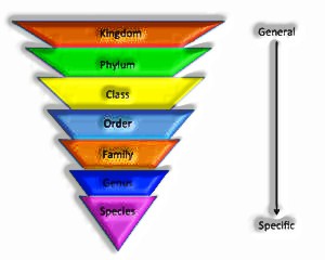 Taxonomic hierarchy