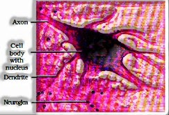 Neural Tissue