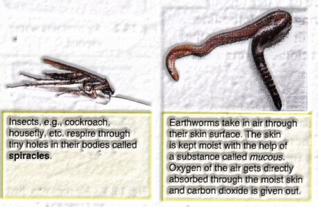 Insects utilize various organs for breathing.