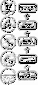 DDT grouppings