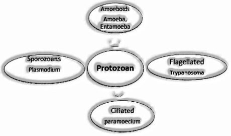 Protozoan: Biological Classification