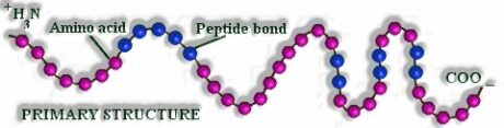 Protein primary structure: Biomolecules