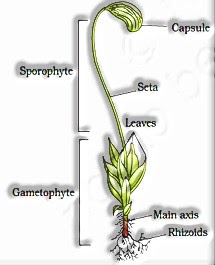 Pteridophytes: Plant Kingdom