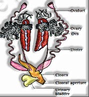 Reproductive systems of frog: Female