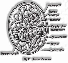 Nucleus (Chief/Brain of the Cell) 