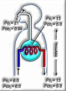 Breathing and Exchange of Gases: Class 11 