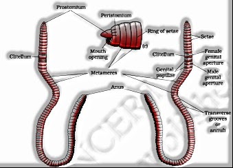Earthworm: Structural Organization in Animals