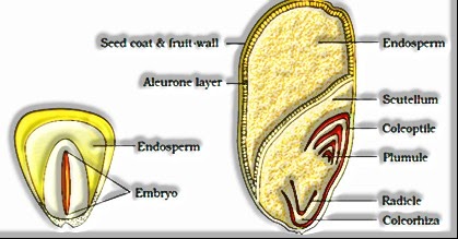 Monocotyledonous seeds