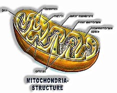 Mitochondria ( Power of a Cell/Storage Batteries) 