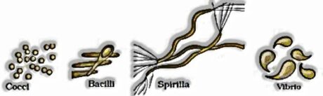 Biological Classification: Class 11 