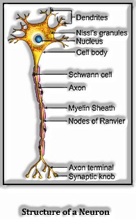 Neural Control and Coordination: Neuron structure
