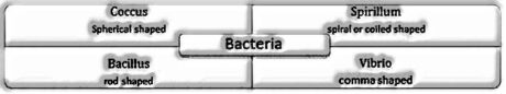 Classification of Monera