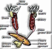 Reproductive systems of frog: Male