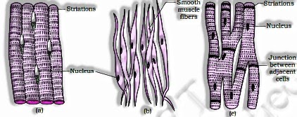 Muscle Tissue