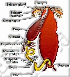 Digestive System of Cockroach 