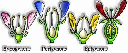 Types of flowers